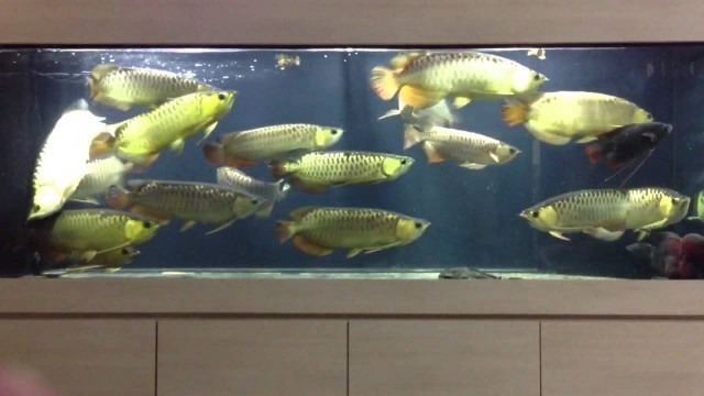 'Arowana feeding clip'