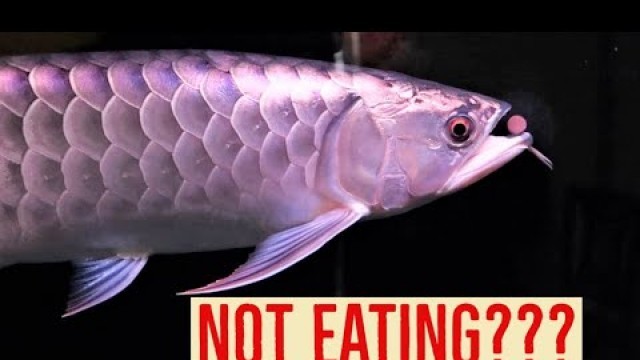 'Why is my arowana not eating? (Top 5 Reasons & solutions)'