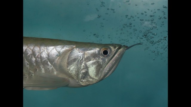 'Silver Arowana eating catfish / 16 inch Arowana live feed'