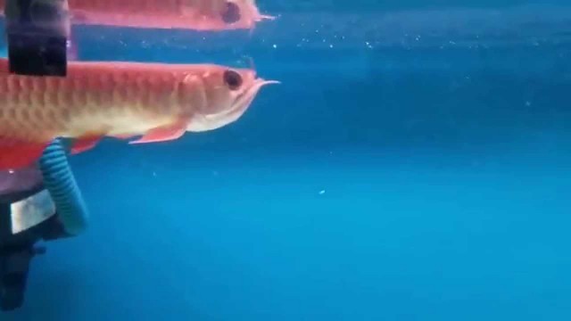 'Rtg arowana feeding'