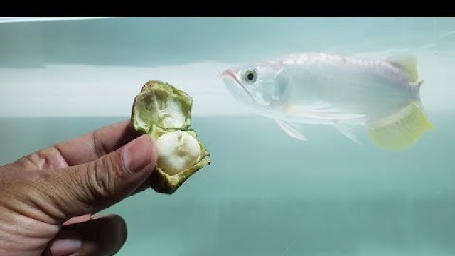 'My Arowana Feeding New Food 