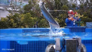 'Arowana and Dorado jump to food, Sunshine Aquarium.'