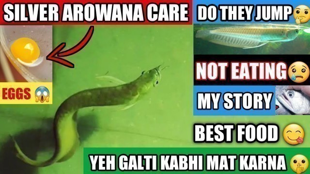 'Silver Arowana Care India *New* | best food, tankmates, breeding, price, diseases, arowana tankmates'