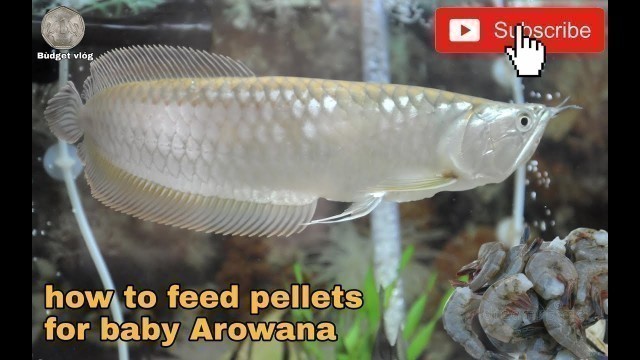 'how to feed pellets for baby Arowana'