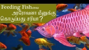 'Feeding fish problems for Arowana fish| உயிருள்ள மீன்களை அரோவனாவிற்கு தரலாமா?'