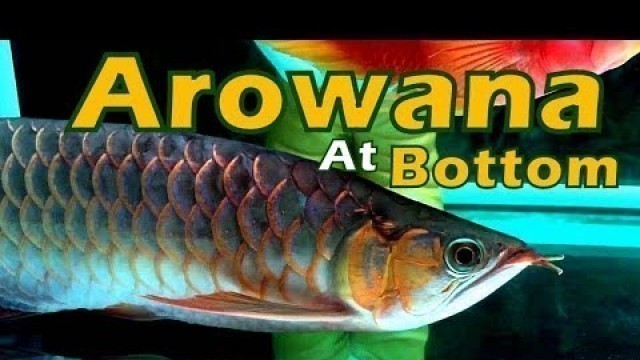 'Asian Arowana & Silver Arowana - Sitting at Bottom -  Causes & Solution'