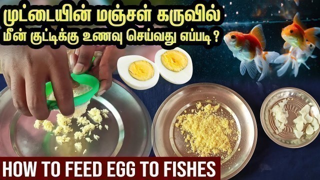 'How to feed Egg to aquarium Fish | Arowana Fish Bites'