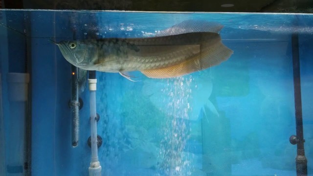 'Arowana feeding'