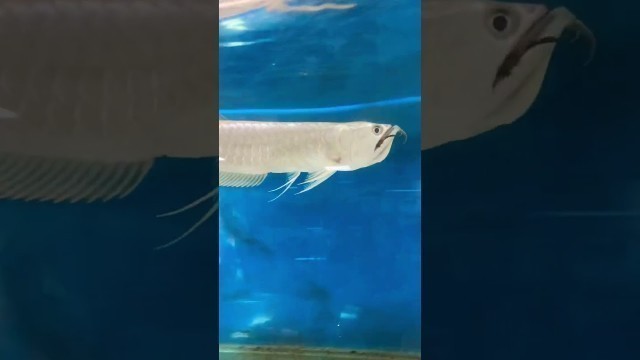 '#feeding #arowana #live #food #goldfish #aquarium #hobby #fish #healthy #youtubeshorts #mustwatch'