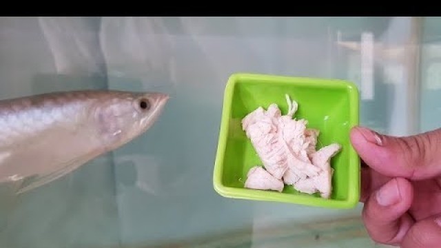 'feeding Arowana fish - Boiled Chicken food for fast growth & color development'