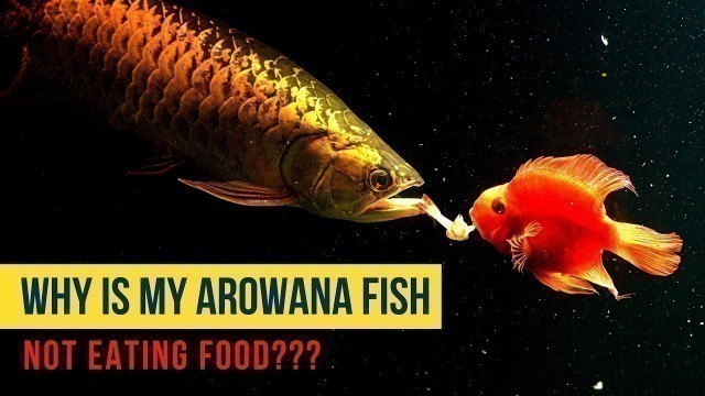 'Why Is My Arowana Not Eating Food??? - Must watch for every Arowana Keeper'