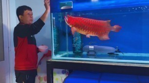 'Feeding my Giant Arowana Fish | Monster Red Arowana and Oscar Cichlids'