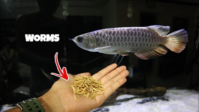 'FEEDING MY AROWANA MEALWORMS!'