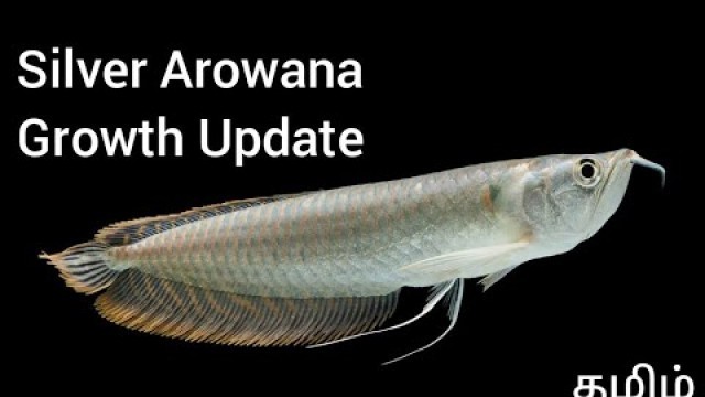 'Silver Arowana growth rate | Silver Arowana growth in 6 Months | Dorsal Fin'