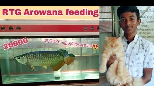 'Feeding Red tail Golden Arowana