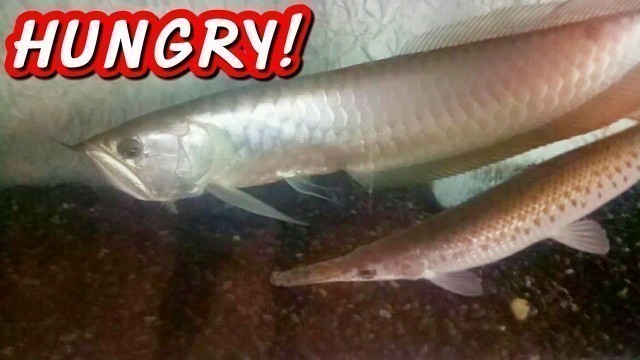 'FEEDING SILVER AROWANA AND SPOTTED GAR!'