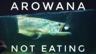 'Arowana Fish Not Eating Food??((FULL SOLUTION)) AROWANA Food Strike : HOW TO Make Your Fish Eat Food'