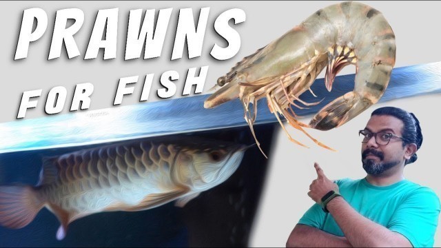 'How to Feed Prawns to Fish || Arowana Fish Food || Homemade Fish Food'