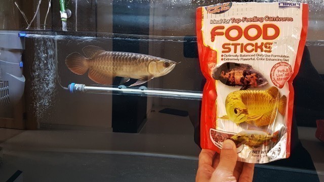 'LIOW VIDEO: TRAIN MY AROWANA TO EAT FOOD STICKS 训练龙鱼吃干料'