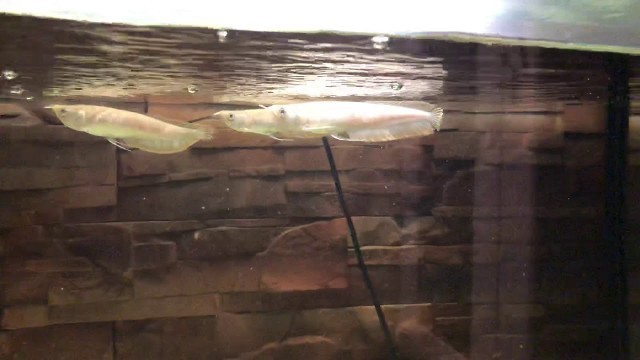 '15cm Albino arowana feeding'