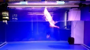 'Flying Arowana! Jumping for food!'