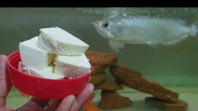 'My Arowana Feeding New Food - Unbelievable ?'