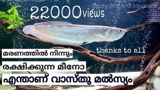 'All about Arowana fish caring feeding in Malayalam'