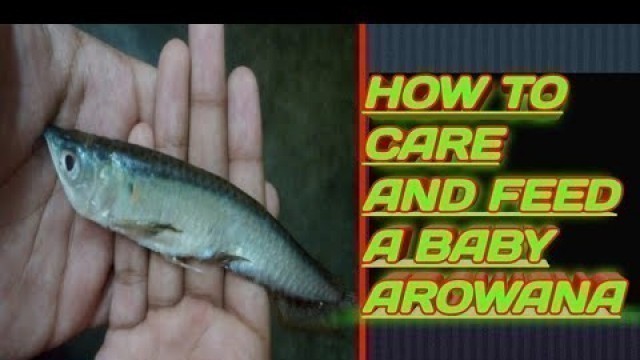 'How to care a baby arowana||how to feed a baby arowana||baby arowana care||baby arowana food||'