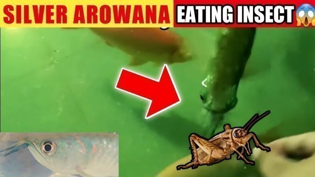 'SILVER AROWANA *NEW* EATING INSECTS CRICKETS, best food for arowana, arowana feeding galiff Street'