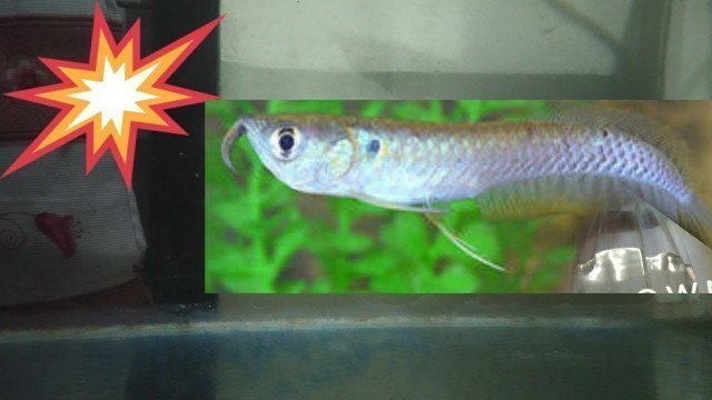 'arowana fish 2 week growth in malayalam detailed review / tip/care/feed/water change #sony sam'