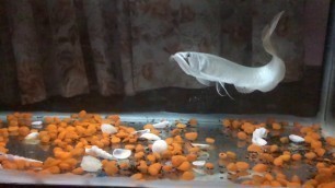 'Arowana feeding Catfish(SLOW-MO)'