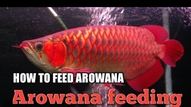 'HOW TO : feed arowana fish| arowana feeding tips | what to feed arowana| #Stayhome#Withme'