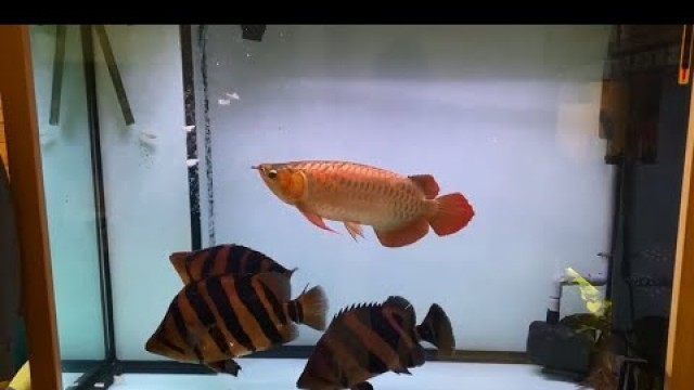 'Competition for Food: 1 Red Arowana vs 3 Sumatra Tiger Fishes'