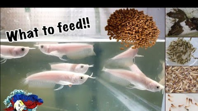 'Guide to Arowana Feeding + Redfoot Tortoise Harvest'