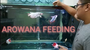 'AROWANA FEEDING different kinds...'