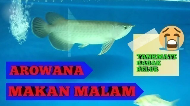 'Arwana golden pino makan ulat jerman || green arowana'