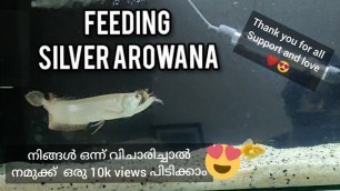 'Feeding Silver Arowana #1 | Malayalam | Monster fish'