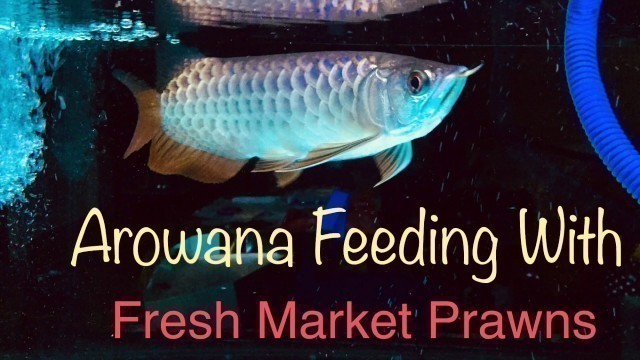 'Arowana Feeding : What I feed My Arowana?'