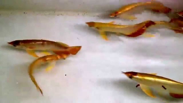 'Aqua Gold Crossback Arowana Feeding on Dry Pellet'