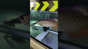 'Arowana Feeding Time #shorts'