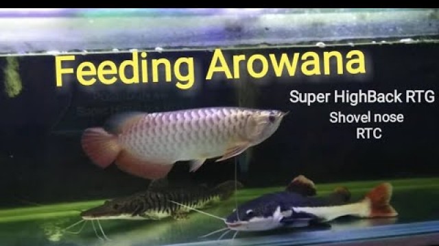 'Arowana Feeding blog#9 Super HighBack RTG'