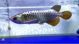 'How to raise the Blue Purple Base Arowana super rapid growth'