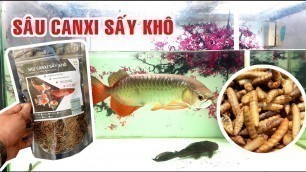 'Arowana feeding - Sâu canxi sấy khô - thức ăn dinh dưỡng tiện lợi cho Cá Rồng #arowana #feeding'