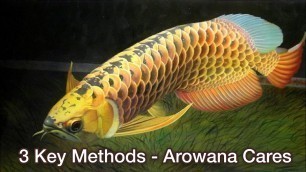 'Top 3 Key Tips for Arowana Fish Care | Arowana Care Guide - Important Arowana keeping tips'