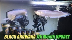 'Black Arowana 7th Month Update and Pellets Feeding'