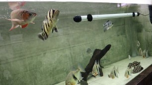 'Datnioides & peacock bass massive feeding | datnoids #cichla #arowana'