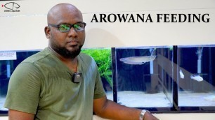 'AROWANA | WHAT TO FEED | CHENNAI AQUARIUM |'