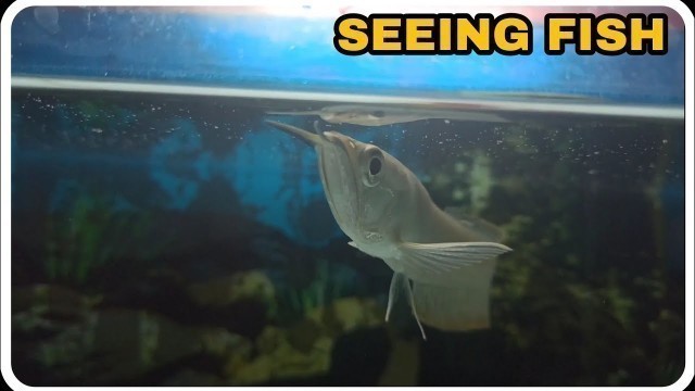 'Feeding time baby arowana fish /amazing video'