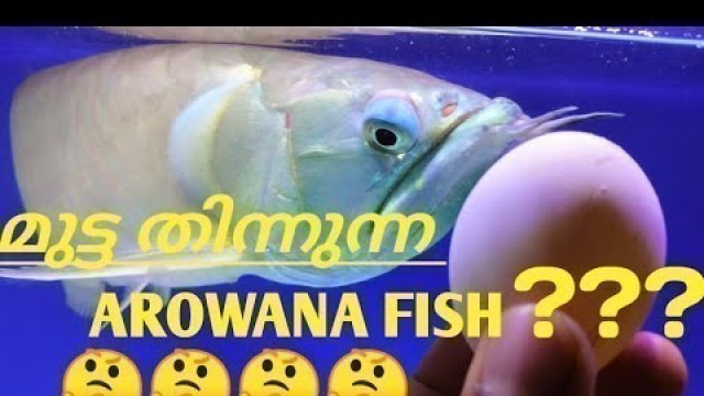 'AROWANA FISH FEEDING EGG'