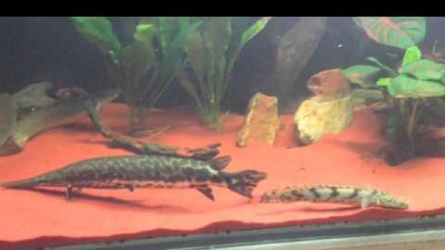 'African Arowana grinding up food'